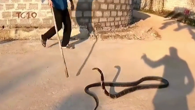 2020年，重庆村庄突然出现大量眼镜蛇，专家连抓30条，却越抓越多