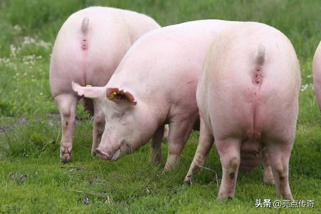养殖户不知道的事，后备母猪怎么挑选和喂养，你知道多少？快看
