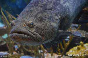 淡水养殖石斑鱼(石斑鱼美味却很难钓，按此2种组合钓法，不挂底照样钓巨型石斑)