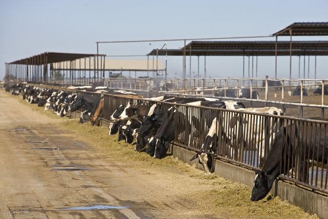 很多牛犊持续生病，老板知道原因后，铲平了几十万建的青贮池