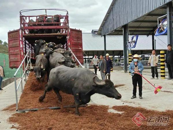 云南南涧：千头奶水牛生态牧场首批奶牛进场投运