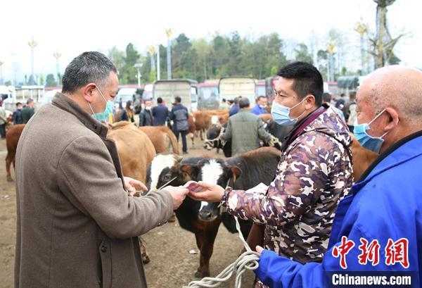 贵州最大肉牛交易市场第一季度交易额2.2亿元