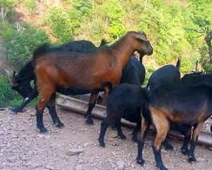 马头羊养殖(黑山羊生态养殖)