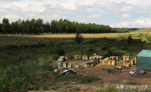 蜜蜂养殖有方法，四项注意要牢记，科学管理见效益