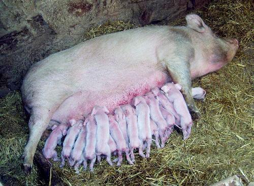 母猪产后护理：这五招实用技术，让母猪多产保活更容易