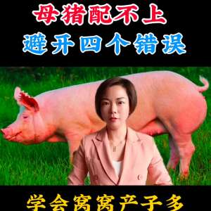 苏太小母猪养殖视频(母猪配种干货分享#农村养殖)