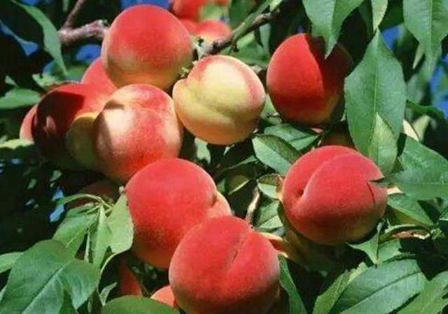 盆栽桃树的栽培，知道枝和叶及芽的生长习性，桃子产量更高