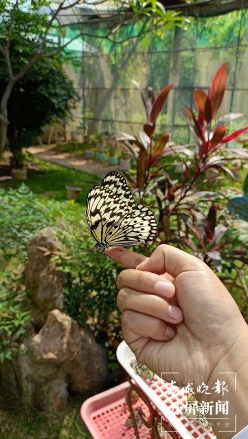 开屏人物｜“蝶王”赵灿繁：全国一半以上的蝴蝶园，65%的蝴蝶来自他的基地