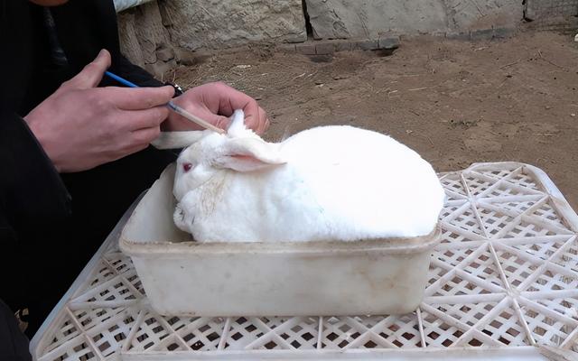 兔子的繁殖能力这么强，我国农民为什么不大力养殖？发家致富