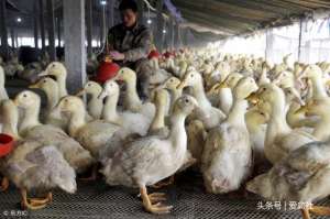 肉鸭养殖效益(肉鸭养殖户为什么利润低，原因是这三个原因造成的)