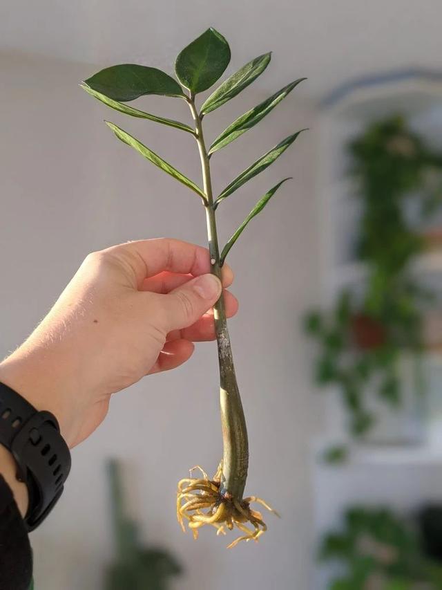 繁殖金钱树的三种方法实操，养成新盆栽并不难，就是要耐心
