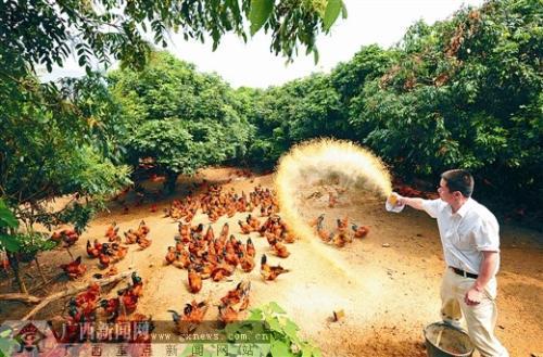 这村用了那村学——广西积极推进畜禽养殖现代化