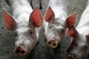 肉猪的养殖技术(探析生猪健康养殖技术)