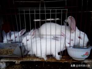 肉兔的养殖方法(肉兔要怎么养？提高肉兔养殖效益的方法介绍)