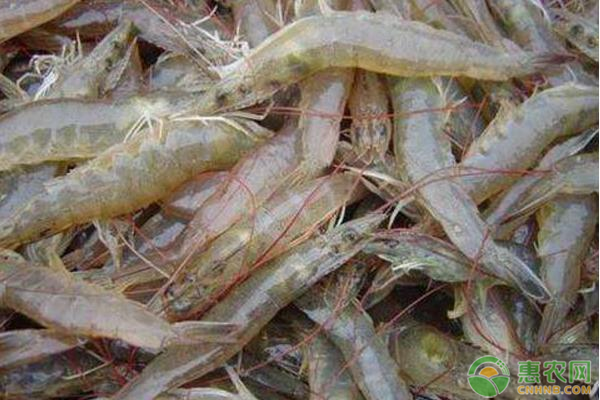 高产南美白对虾应该怎么养殖？池塘地如何选择？