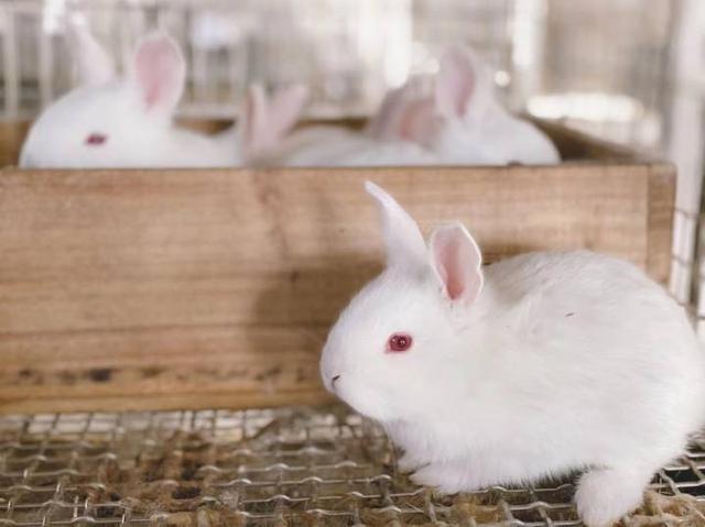 想不到吧？小白兔是外来物种，还是超生游击队“天花板”，省农科院兔场走起