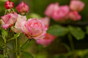 盆栽玫瑰花养殖视频(盆栽玫瑰种植方法来了，下次见面把你第一次种的玫瑰给她)