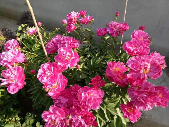 阳台养盆栽芍药花，3个小技巧，开花一年比一年多，又大又美