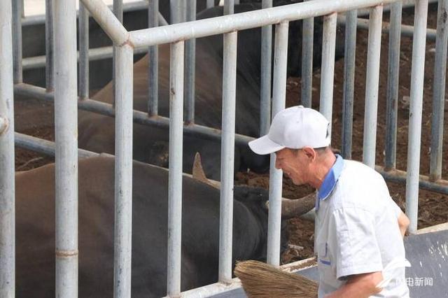 中国梦·黄河情｜“我这个水平能达到小康了”山东高青县农民在黑牛养殖场当饲养员，年增收两万元