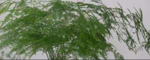 文竹的养殖(种植文竹的方法)