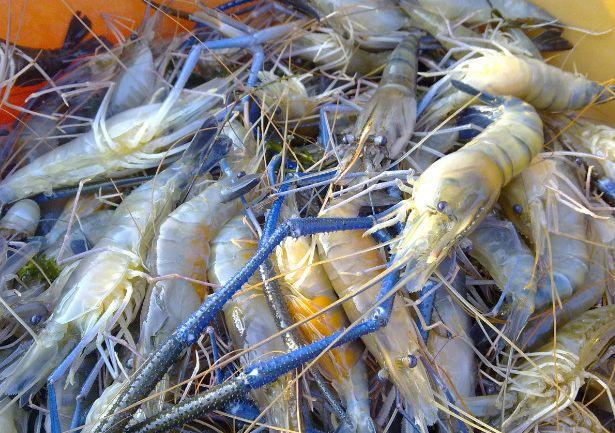 这种淡水虾体型大，生长快！南方地区易养殖，亩产值6000元以上！