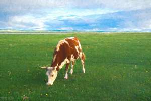 奶牛养殖 标准(奶牛健康养殖，五个关键要点)