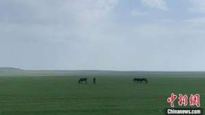 养殖蒙古马(内蒙古阿巴嘎草原牧马人：蒙古马驰骋草原，是最好的保护和传承)