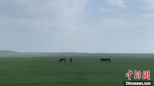 内蒙古阿巴嘎草原牧马人：蒙古马驰骋草原，是最好的保护和传承
