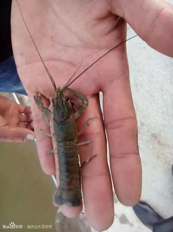 一线经验谈养殖澳洲淡水龙虾