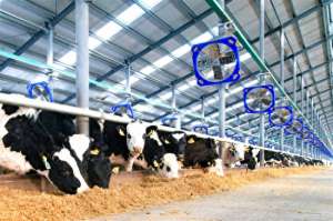 宁夏奶牛养殖场(新疆呼图壁县：科学养殖让日子“牛”起来)