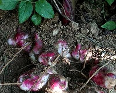优质牧草芭蕉芋，人工种植时，要注意什么？