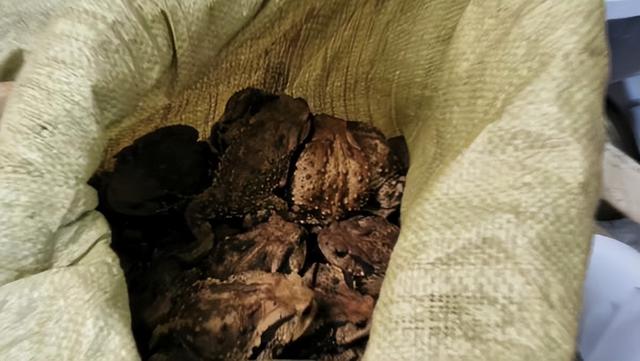 蟾蜍身上的“宝”，一公斤蟾衣能卖2.8万元，在野外为何找不到？