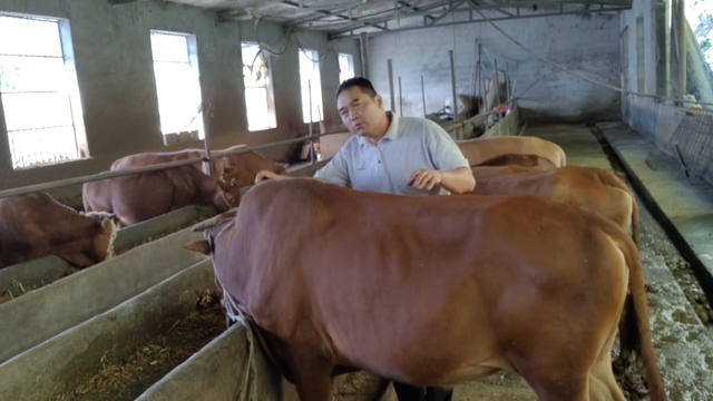 养好牛是我的目的，中视频计划是我的第二份收入#农村创业养殖