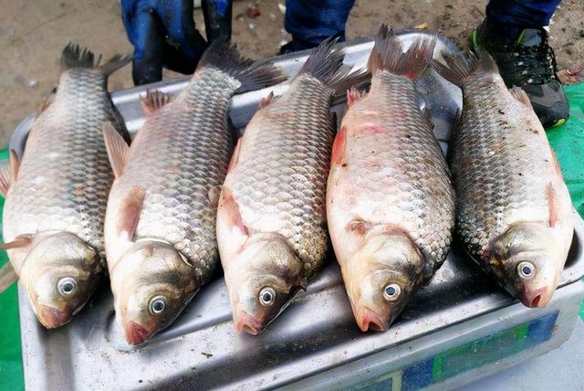 人为“改造”出来的3种鱼，如今在南方市场常见，价格还都不便宜