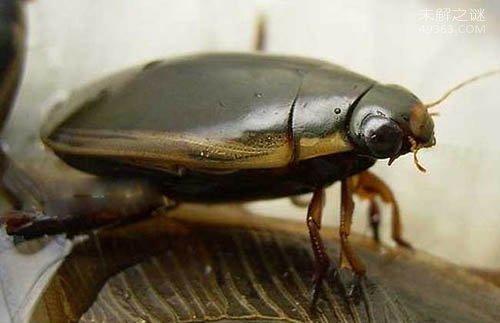 水蟑螂成为美食，价格如此昂贵有什么特殊功效？