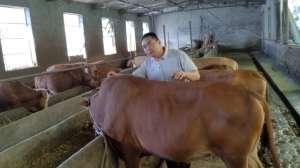 20水牛养殖视频(养好牛是我的目的，中视频计划是我的第二份收入#农村创业养殖)