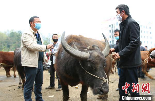 贵州最大肉牛交易市场第一季度交易额2.2亿元