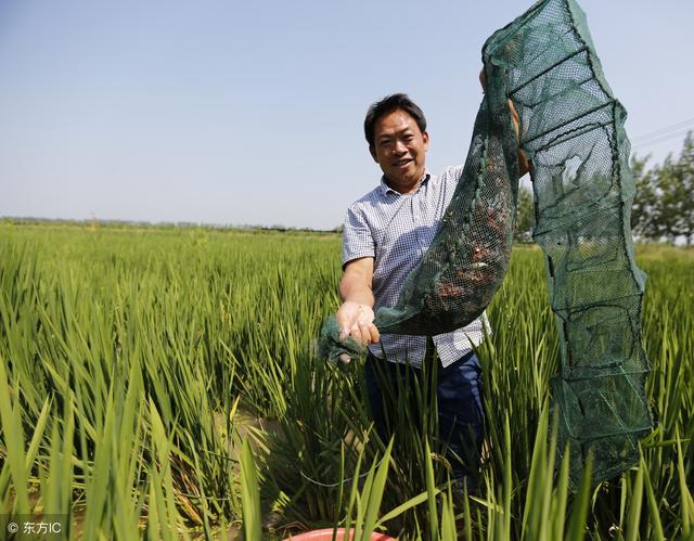 栽水稻养小龙虾，1季稻3季虾，一亩田效益达到7000余元