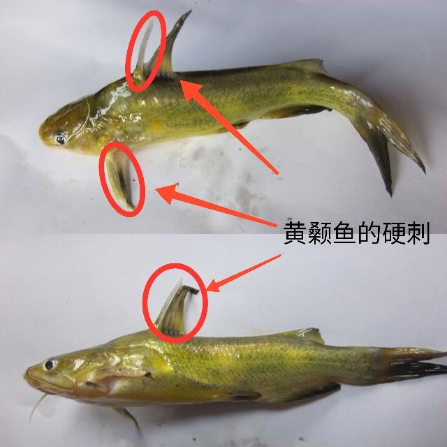 【特种水产】黄颡鱼怎么养？从繁育到养殖，饲育管理是关键