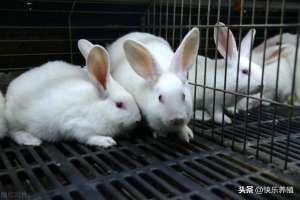 养殖业兔子(新手养兔需要注意什么？如何才能把兔子养好？)