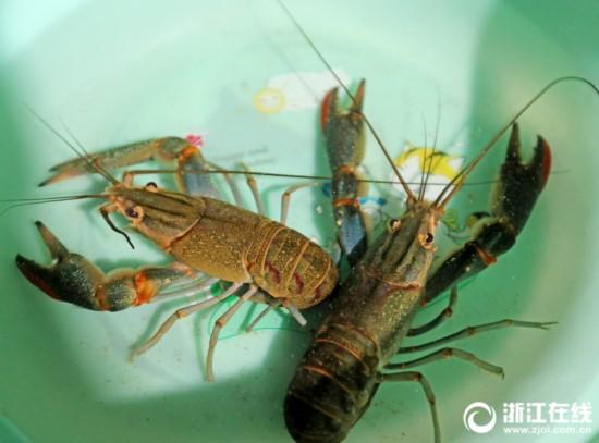 湖州：龙虾养殖 全年不休
