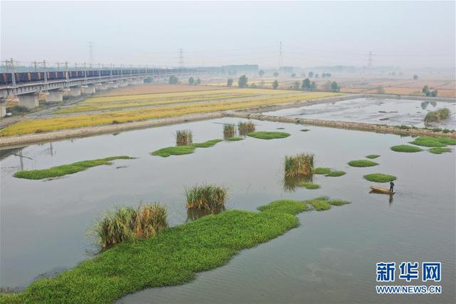 河北丰南：生态混养 蟹肥稻香