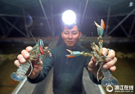 湖州：龙虾养殖 全年不休