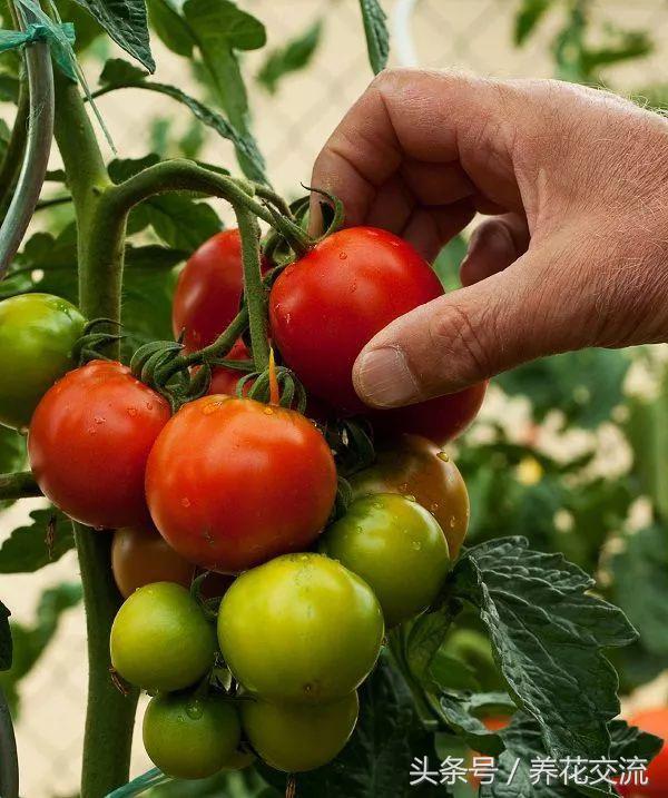 盆栽种植番茄的13个技巧，能让你的番茄不断结果