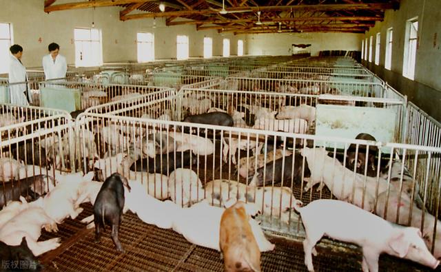 四川南充：投资3800万！阆中又一大型养猪场，存栏母猪三千头