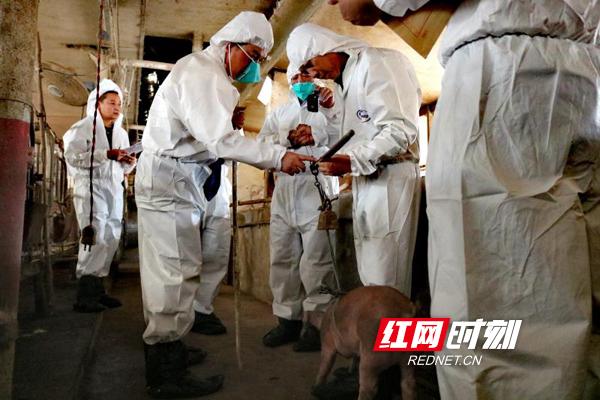 祁东县禁养区内258家畜禽养殖场已全部关闭