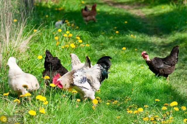 想要做好土鸡生态养殖这七点不可忽视！