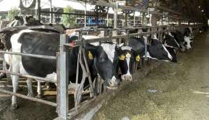 四川牛养殖(探访丨川东北唯一奶牛产业基地县，这家牧场日产鲜奶26吨，一天产的奶够10万人吃)