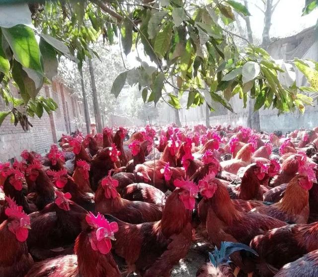 农村创业养土鸡风险大不大？想学养鸡应该注意什么？