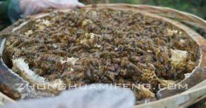 土蜜蜂的养殖(中蜂土藏饲养法)